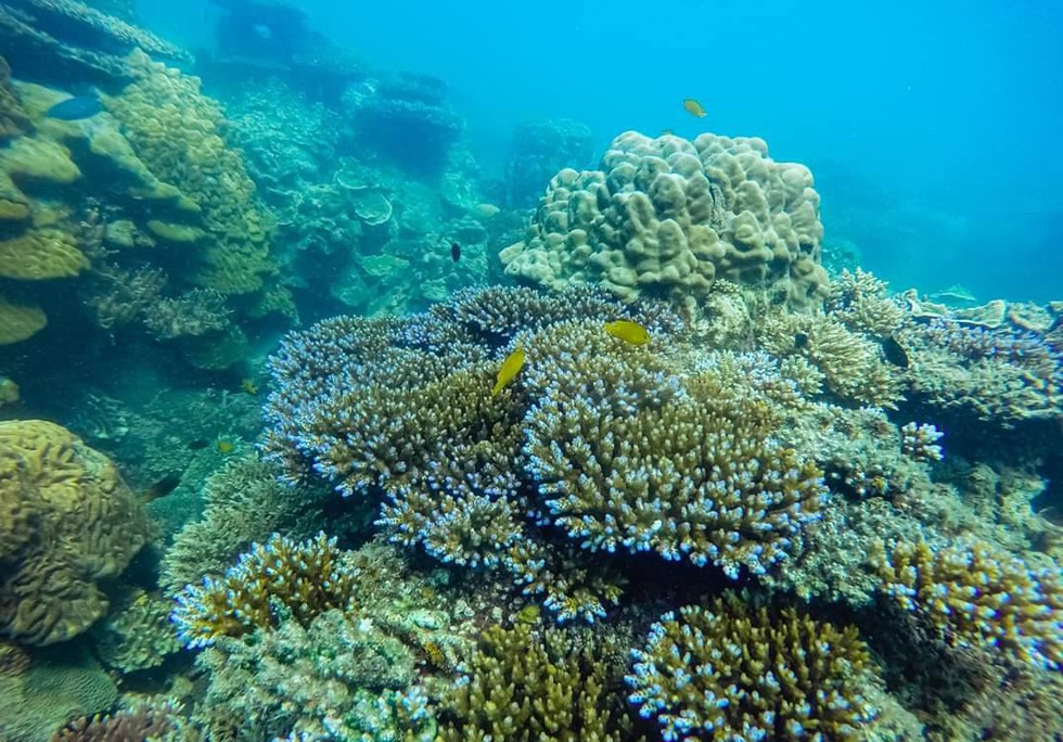 San hô là loại đá quý hữu cơ nằm sâu dưới đại dương