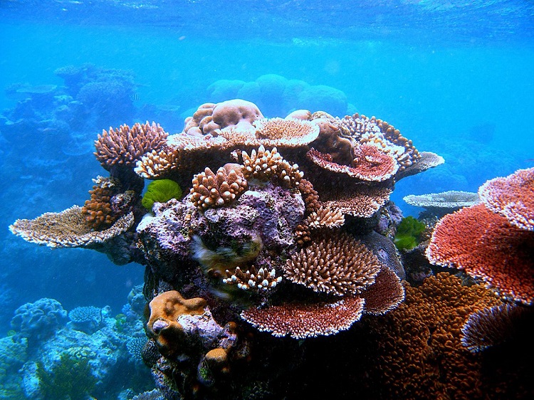 Đại dương bao la là môi trường sống và phát triển lý tưởng của san hô