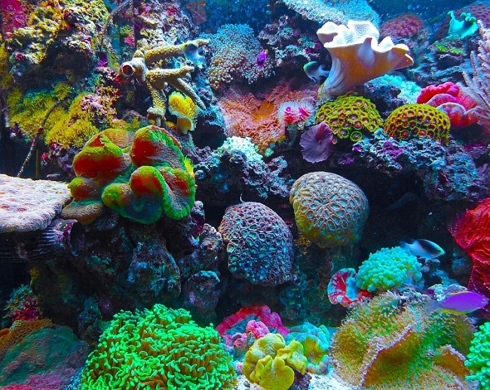 San hô vàng sống và phát triển dưới đại dương cungc giống như các loại khác