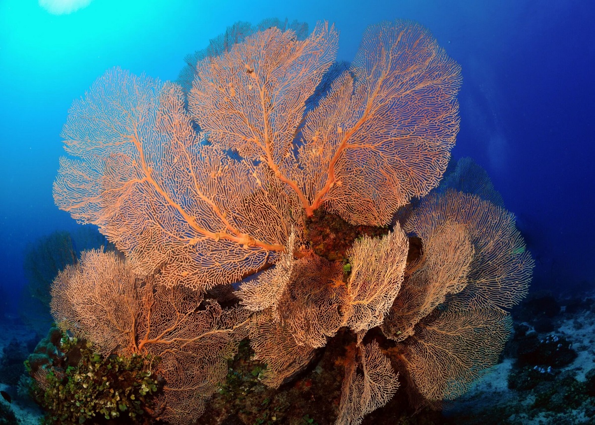 Dòng san hô quạt luôn là một trong những nét đẹp đặc trưng của đại dương
