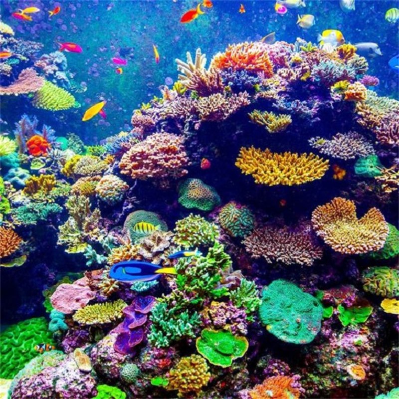 Cấu trúc tập đoàn san hô dưới biển