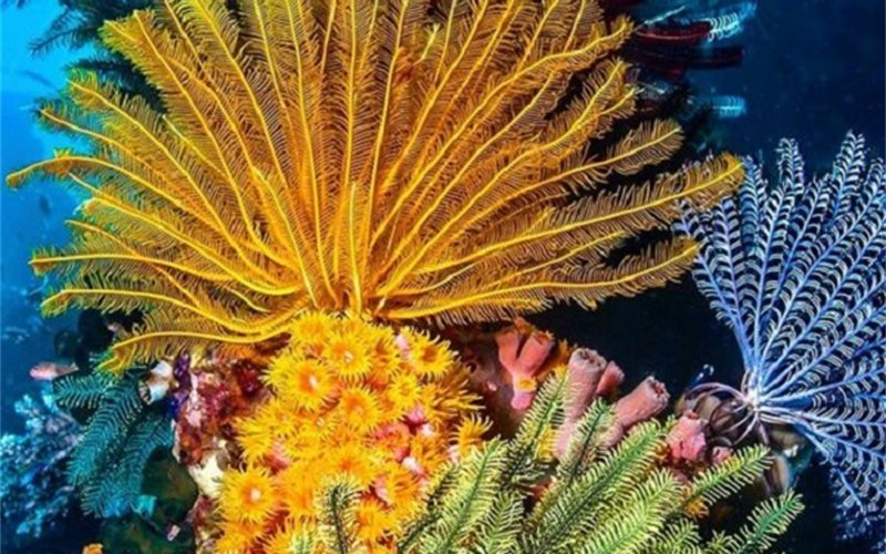 Polyp san hô và các xúc tu bắt thức ăn