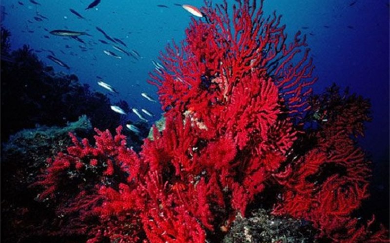 Các màu san hô hóa thạch trong trang sức