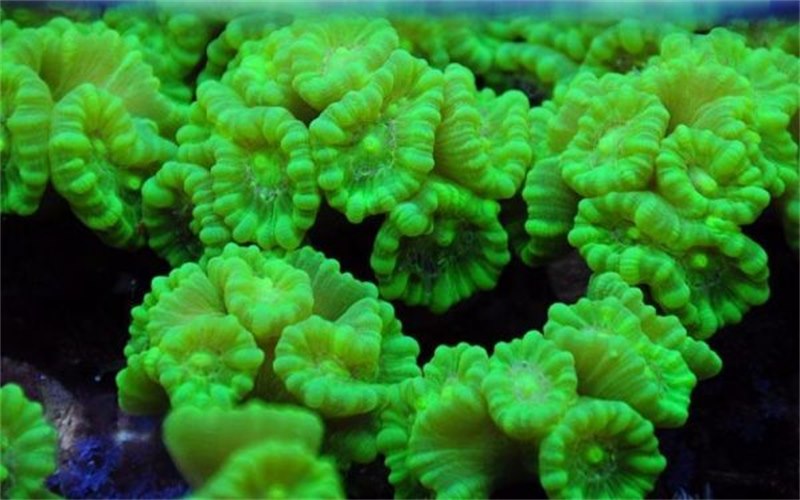 Polyp san hô đá trong bể biển