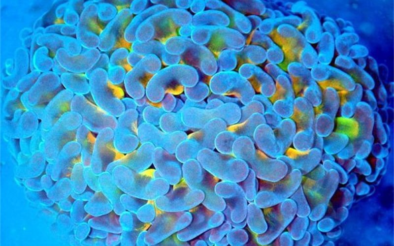 San hô LPS có polyp lớn trong bể biển